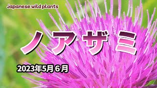 植物紹介No.136【ノアザミ】