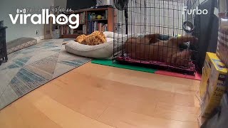 Puppy Spills Water Dish On Face While Sleeping || ViralHog