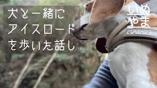 ビーグル犬と一緒に六甲山アイスロードを歩いたよ