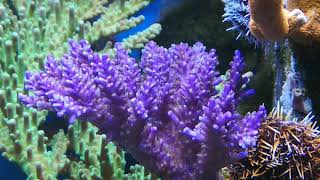 Purple acropora nano reef don't know the name