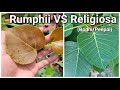 Ficus Rumphii VS Ficus Religiosa (Bodhi or Peepal tree)