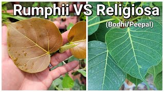 Ficus Rumphii VS Ficus Religiosa (Bodhi or Peepal tree)