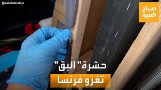 حديث السوشال | حشرة \