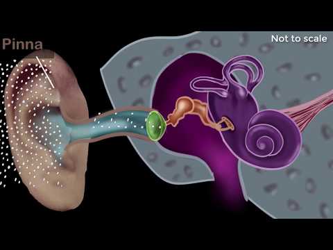 What is the most important function of the ear?