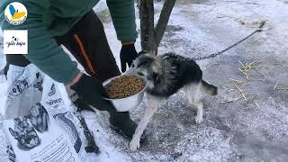 Helping Peaceful Heaven rescue organization in Kharkiv, Ukraine