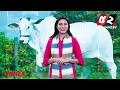 বিশালাকৃতির এই গরুর দাম ৫২ কোটি টাকা viatina 19 world s most expensive cow