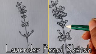 How to Draw Lavender Flower/ Pencil Sketch/ Sinoun Drawing