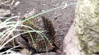 Echidna walking