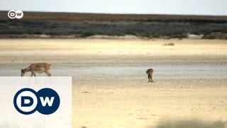 Seeking saigas in Kazakhstan | Global 3000