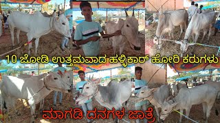 10 ಜೋಡಿ ಉತ್ತಮವಾದ ಹಳ್ಳಿಕಾರ್ ಹೋರಿ ಕರುಗಳು | #hallikar #hallikarheifers #desicow #cow #hallikarcalf