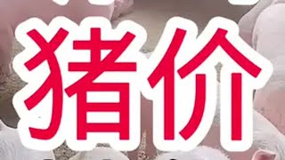 养殖人加油 每天分享养殖技术和经验 养猪人加油干 猪喂什么饲料长得最快 明日猪价早看早知道