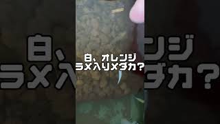 １ヶ月以上前に卵で買ったレモン光メダカ！う～ん偽物？何か違うような(笑)