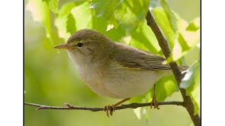 Узнала,кто поёт за моим,окном.(ПЕНОЧКА ВЕСНИЧКА)🐦🐦🐦🐦🐦