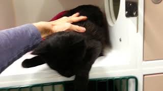 Jack 12100 - Stunning Affectionate Black Fluffy Panther