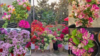 Hybrid Thailand variety Bougainvilla at low price!!|Bougainvilla|Plants|Zahar Gardens|