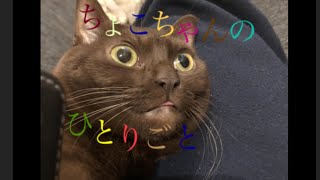 猫　ちょこちゃんの独り言