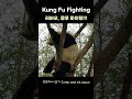 ❤️에버랜드에서 쿵푸 수련 중인 쿵푸판다 러바오💕lebao kung fu fighting❤️ shorts 러바오