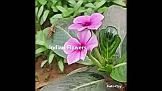 Indian flower  garden #flowers #winterflower #gardenflower