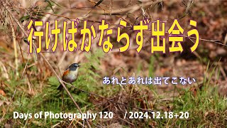 【写真の日々 Days of Photography 120】18日と20日の探鳥報告です