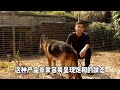 卖一只罗威纳犬赚了20万，狗贩子曾经是有前途的职业