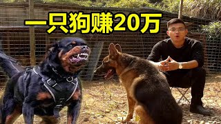 卖一只罗威纳犬赚了20万，狗贩子曾经是有前途的职业