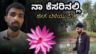 ನಾ ಕೆಸರಿನಲ್ಲಿ ಹೇಗೆ ಬೆಳೆಯುವೆ ? || ತಾವರೆ || ಕಮಲ | Lotus | Mr Curiousitist | Naveen