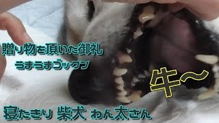 寝たきり柴犬わん太さん 贈られ物の愛情をうまうまゴックン