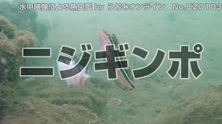 【水中映像 魚図鑑】ニジギンポ No.UZ0103