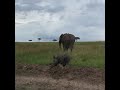 Baby elephant trying to help