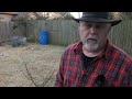 how to plant and prune a bare root apricot tree black gumbo