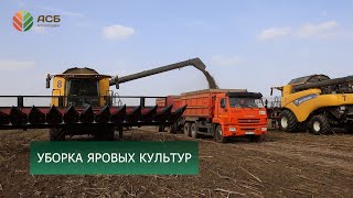 Уборка сои/Уборка подсолнечника/Урожайность яровых культур 2024/Подготовка к севу озимой пшеницы