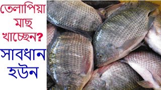 তেলাপিয়া মাছ খাচ্ছেন? সাবধান হউন