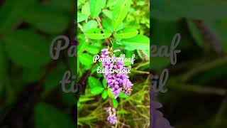 Panicledleaf ticktrefoil