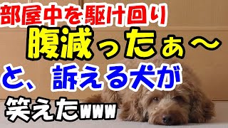 お腹がすいた犬。飼い主に，お腹がすいたと知らせたい必死の犬の行動が笑えた【保護犬のミックス犬ダップーと暮らす】