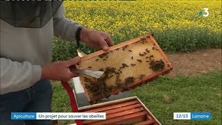 Toul: agriculteurs et apiculteurs s'associent pour sauver les abeilles