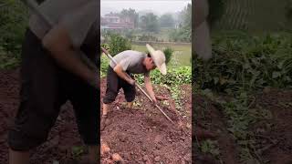 Sweet Potato Harvesting Skill | The Right Tools Can Boost Efficiency