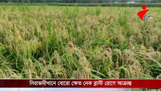 সিরাজদীখানে বোরো ক্ষেত নেক ব্লাস্ট রোগে আক্রান্ত