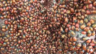 Ladybugs hibernating
