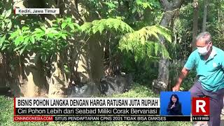 Bisnis Pohon Langka Dengan Harga Ratusan Juta Rupiah | REDAKSI (30/06/21)