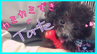 【生後2ヶ月】カミカミずきの愛犬Torte♥カミカミ棒は犬に必需品🐶〔トイプードルのTorte channel〕【トイプードルの子犬】