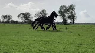 Martina, friesian filly of Eise 489