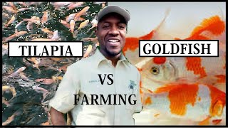 MEASURING TILAPIA FISH FARMING VS GOLDFISH FARMING