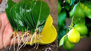 How to grow lemon trees from leaves - With 100% Successful result