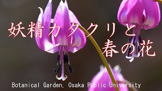 妖精カタクリと春の花　大阪公立大学 附属植物園　大阪府交野市 Botanical Garden, Osaka Public University