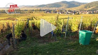 Les vendanges tardives du Domaine Stirn