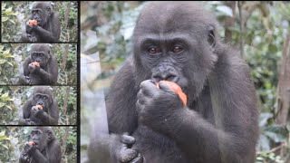 Gorilla⭐️This is mine! Kintaro protects the tomatoes he finds from being robbed.【M omotaro family】