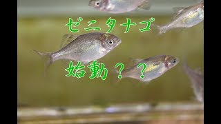 【飼育】2018秋 ゼニタナゴ始動？？