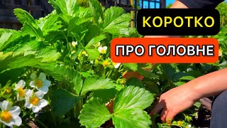 Схема догляду за полуницею все літо. Як збільшити урожай полуниці в 10 разів