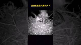 夜晚就是猫头鹰的天下