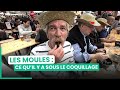 Les moules : bactéries, plastique... Attention danger ? | 750GTV